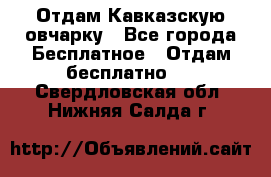 Отдам Кавказскую овчарку - Все города Бесплатное » Отдам бесплатно   . Свердловская обл.,Нижняя Салда г.